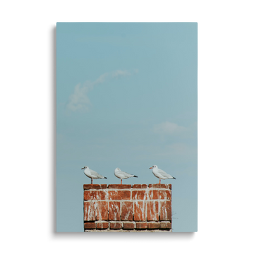 SEAGULS